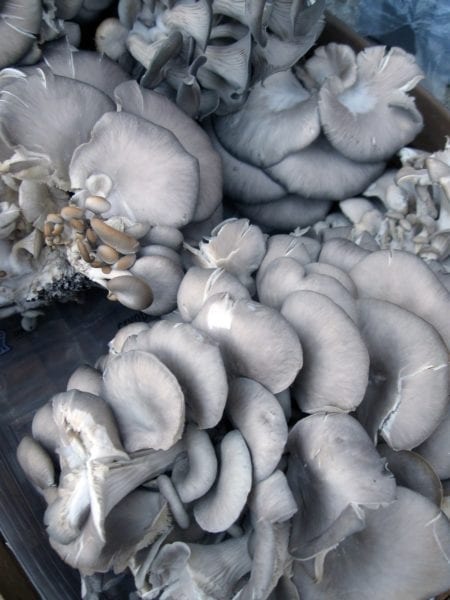 shamrock oyster mushrooms
