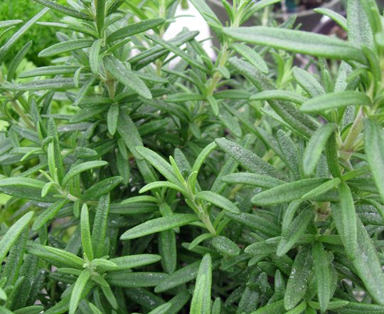 fresh rosemary plant