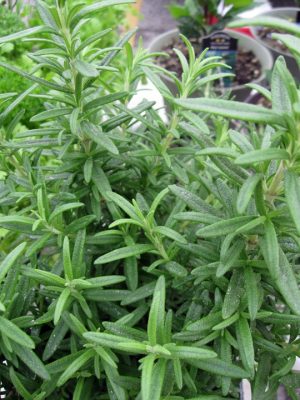 fresh rosemary plant