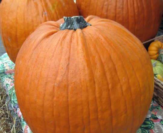 three pumpkins on a table