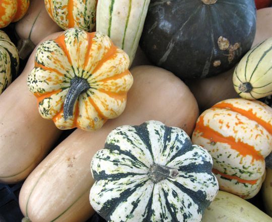 variety of winter squashes