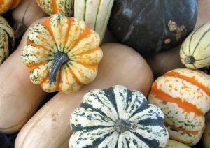 variety of winter squashes