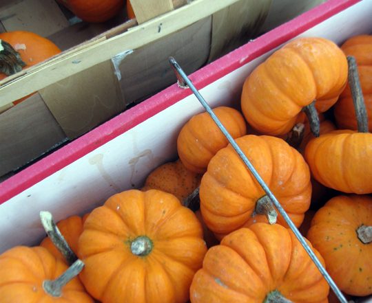 box of mini pumpkins