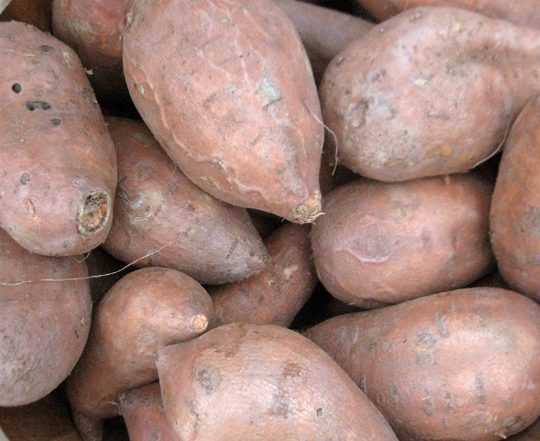 bushel of sweet potatoes