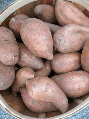 bushel of sweet potatoes