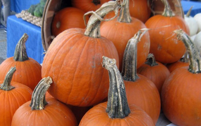 display of pie pumpkins on table