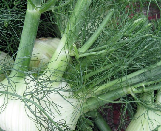 fennel bulbs