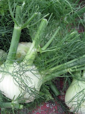 fennel bulbs