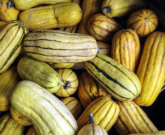 pile of delicata squash