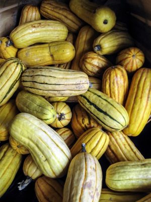 pile of delicata squash