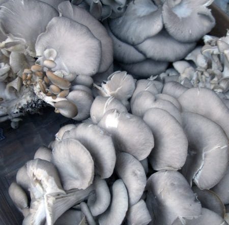 shamrock oyster mushrooms