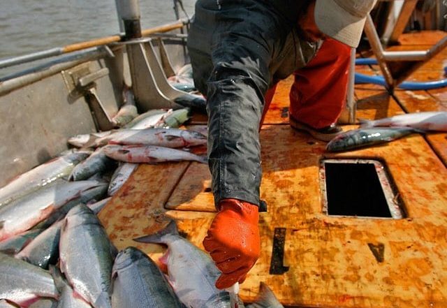 Wild Alaska Catch
