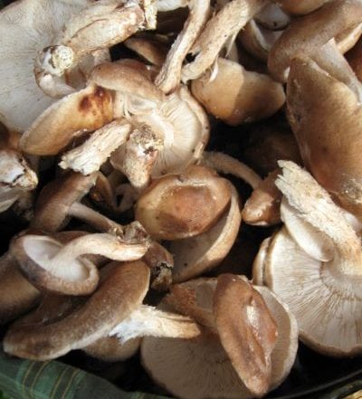 shiitake mushrooms