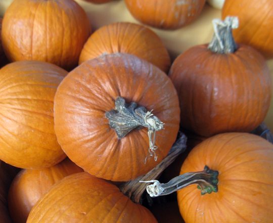 lots of pie pumpkins