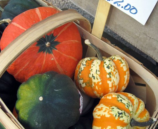 basket of winter squashes with sign