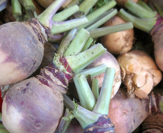 pile of rutabagas with green stems cut short