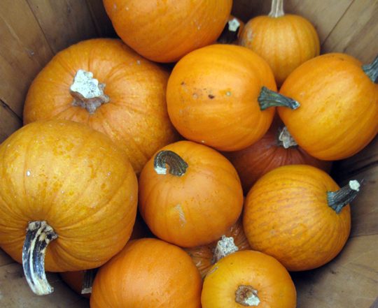 pumpkins in a bushel basket