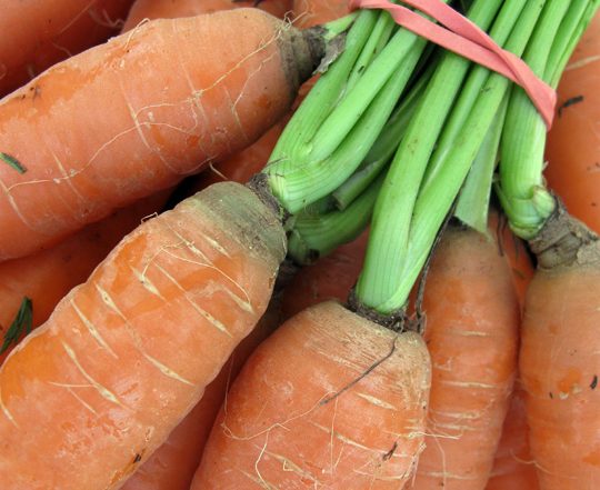 bunch of carrots