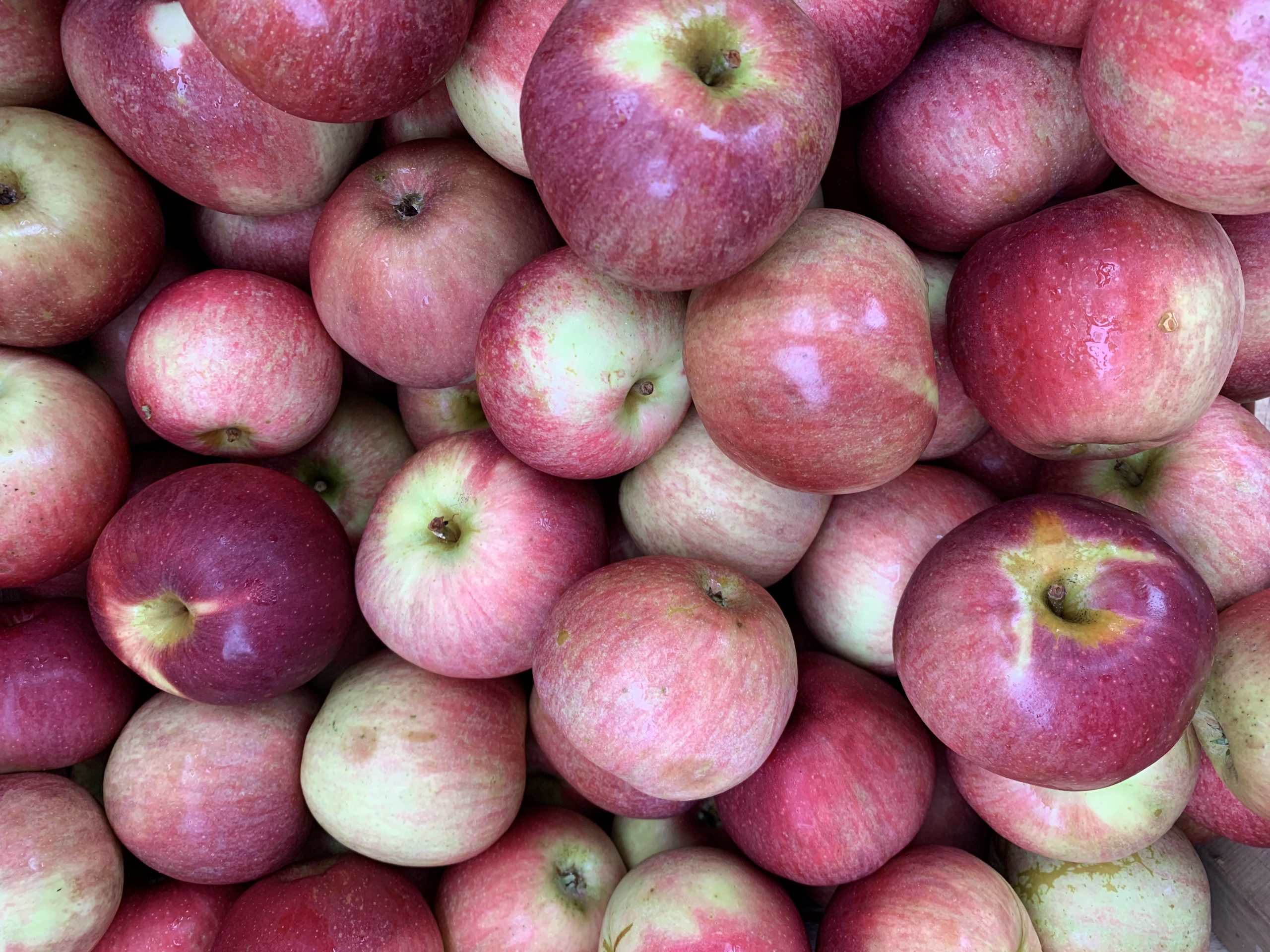 apples